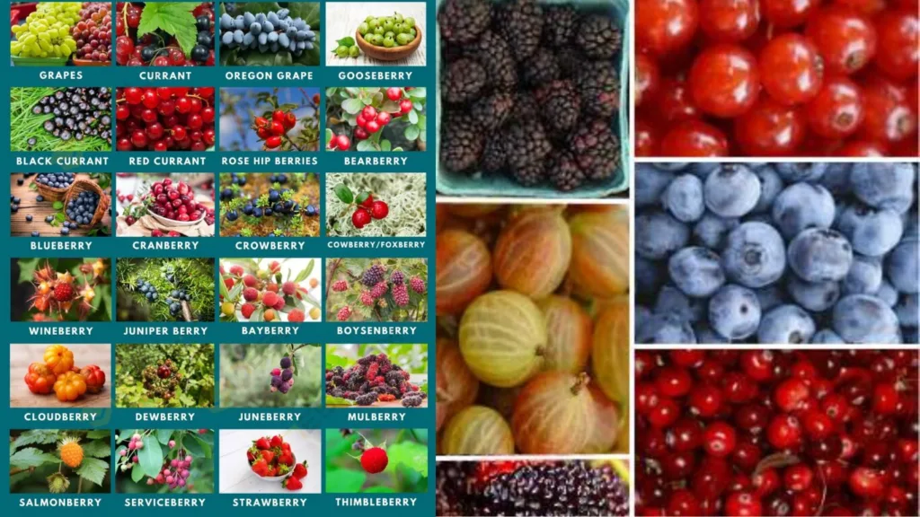 Naturally Lower BP: 7 Best Foods That Sure Healthy Different types of berries that naturally lower BP